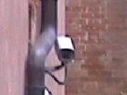 Big Brother viewer - Fenice
