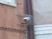 Big Brother viewer - Telecamera